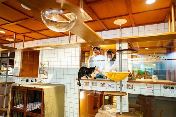 【大阪酒店】新開貓客棧 和風裝修15隻貓貓陪伴入睡 貓奴必去!