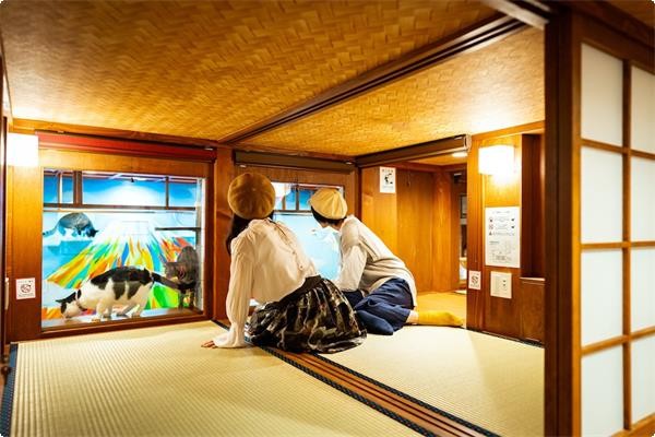 【大阪酒店】新開貓客棧 和風裝修15隻貓貓陪伴入睡 貓奴必去!