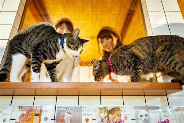 【大阪酒店】新開貓客棧 和風裝修15隻貓貓陪伴入睡 貓奴必去!