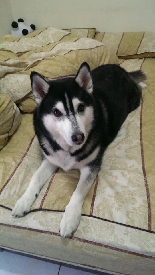 【寵物離世】主人將14歲狗狗骨灰製琉璃 愛犬化身琉璃珠守護主人