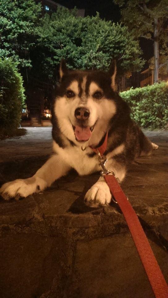 【寵物離世】主人將14歲狗狗骨灰製琉璃 愛犬化身琉璃珠守護主人