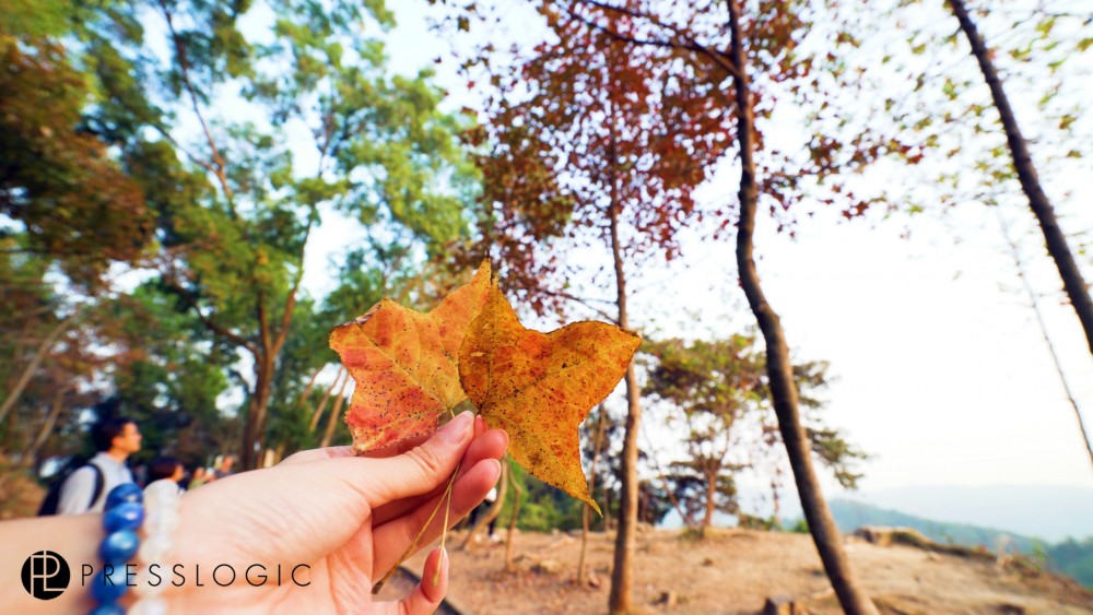 大棠 紅葉