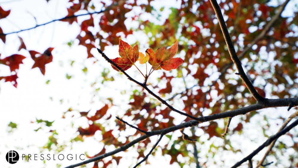 大棠 紅葉