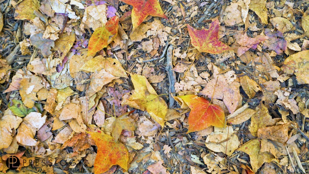 大棠 紅葉