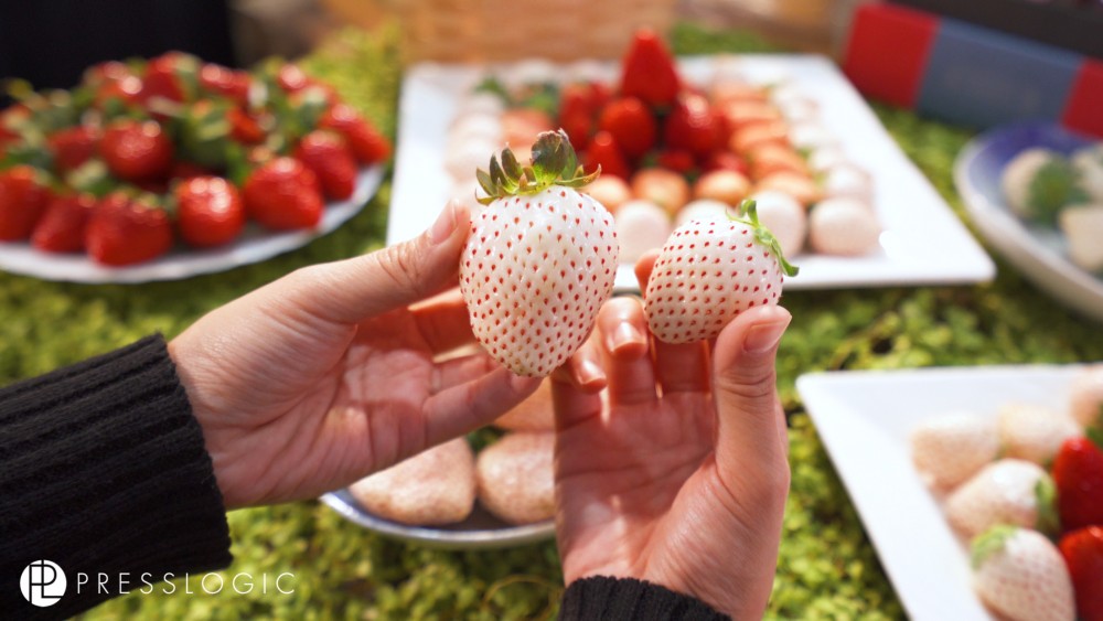 日本士多啤梨 2020 真珠姬