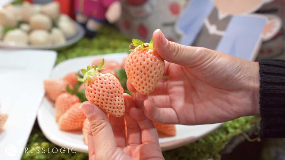 日本士多啤梨 2020 真珠姬