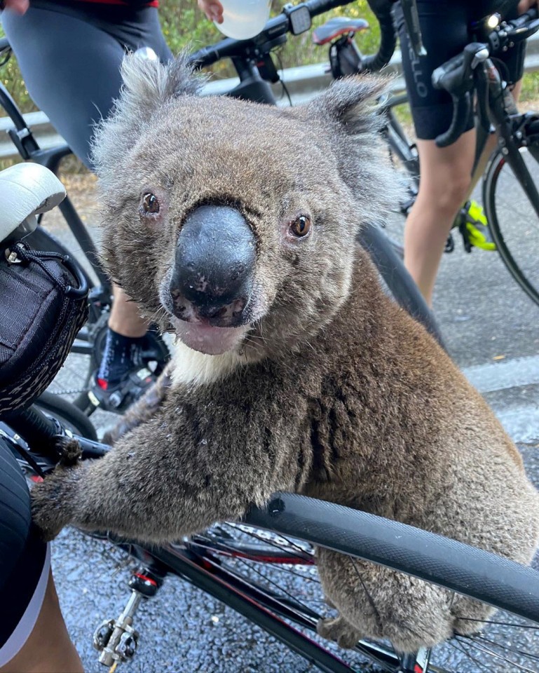 一隊單車隊踩單車經過南澳時發現有一隻樹熊坐咗喺路中心。