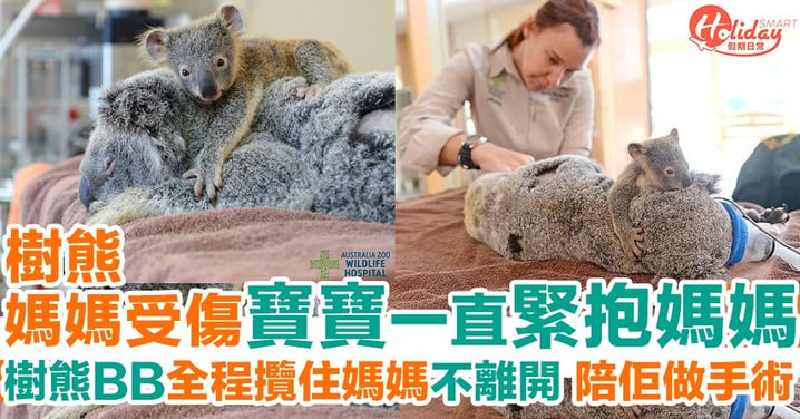 澳洲樹熊媽媽受傷接受治療 樹熊BB不願離開 抱緊媽媽不放開
