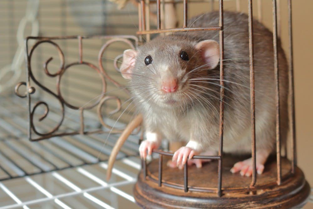 2020 12生肖 運程 麥玲玲