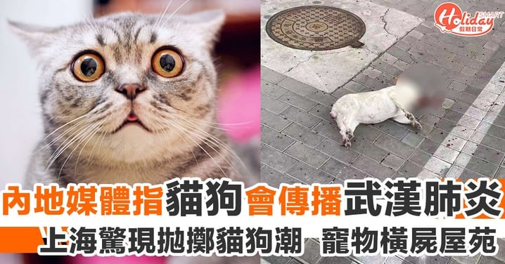 【武漢肺炎】內地先指養貓能抗病毒  後指貓狗會傳播武漢肺炎  引致上海出現拋寵物潮