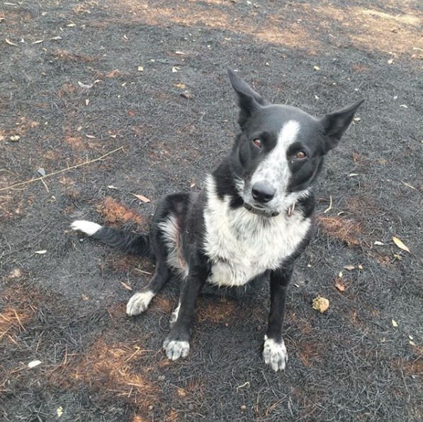 澳洲山火 牧羊犬
