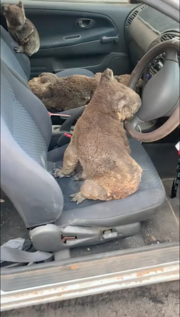 澳洲山火 南澳 樹熊 營救專車