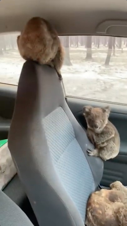 澳洲山火 南澳 樹熊 營救專車