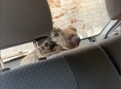 澳洲山火 南澳 樹熊 營救專車