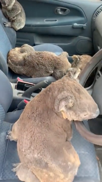 澳洲山火 南澳 樹熊 營救專車