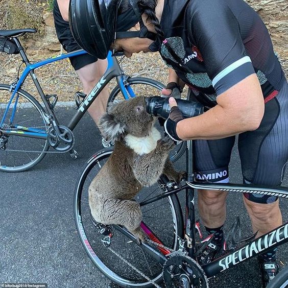 好多機構眾籌為樹熊設置水機，為野生動物提供可飲用嘅水源。