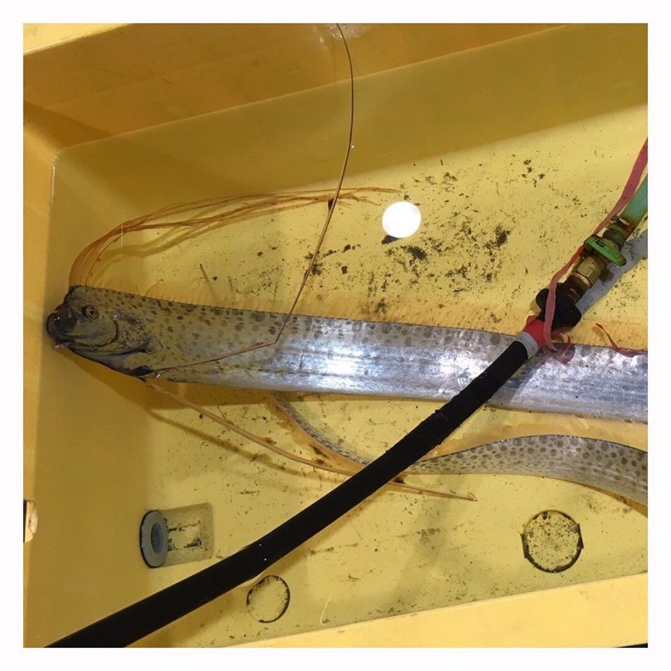 日本 地震 海嘯 先兆 深海 魚