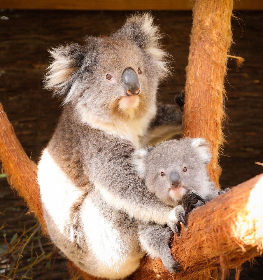 樹熊喺2012年已被列為易危物種
