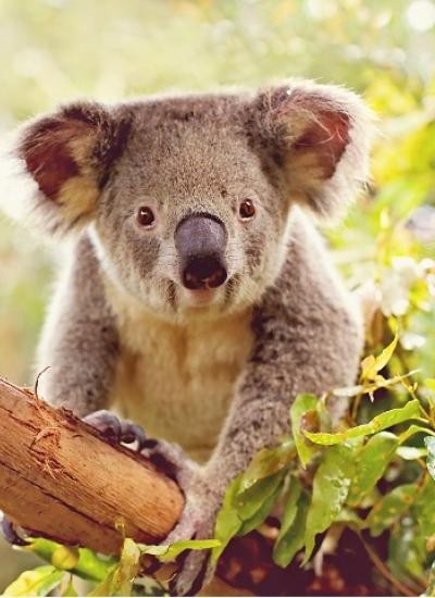 澳洲政府警告，樹熊可能好快就會正式列入「瀕臨絕種」物種清單。