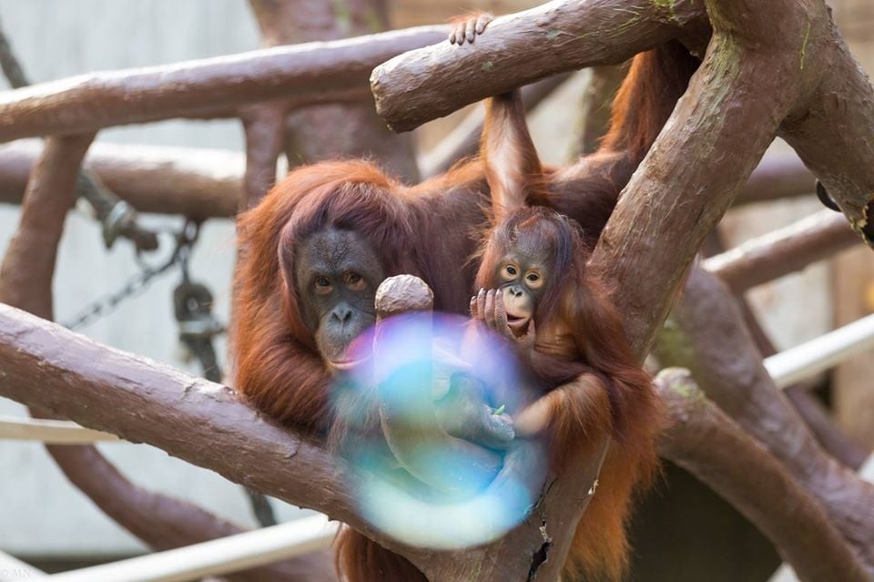 德國 動物園 大火
