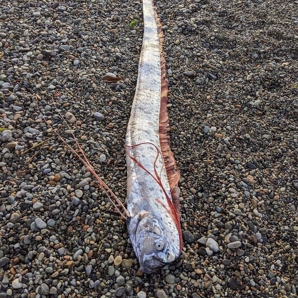 日本 地震 海嘯 先兆 深海 魚