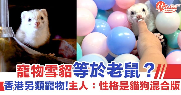 【新年2020】香港另類寵物雪貂！貂鼠主人：性格是貓狗混合版
