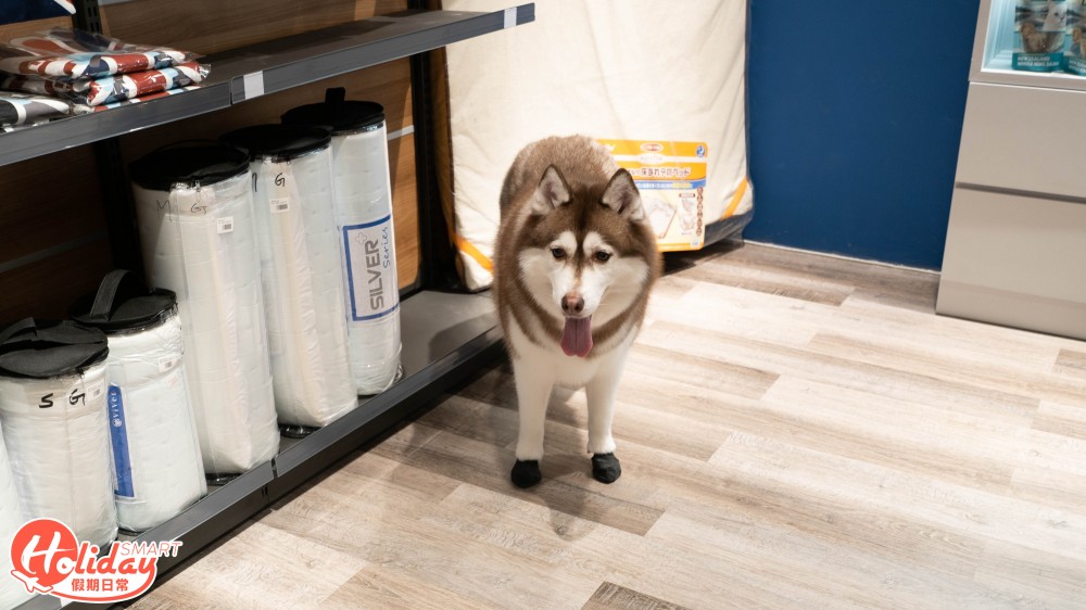 PET KOI KOI 日式寵物超市