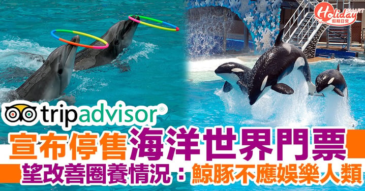 旅遊網站宣布停售所有鯨魚海豚景點門票：海洋動物不應被利用嚟娛樂人類