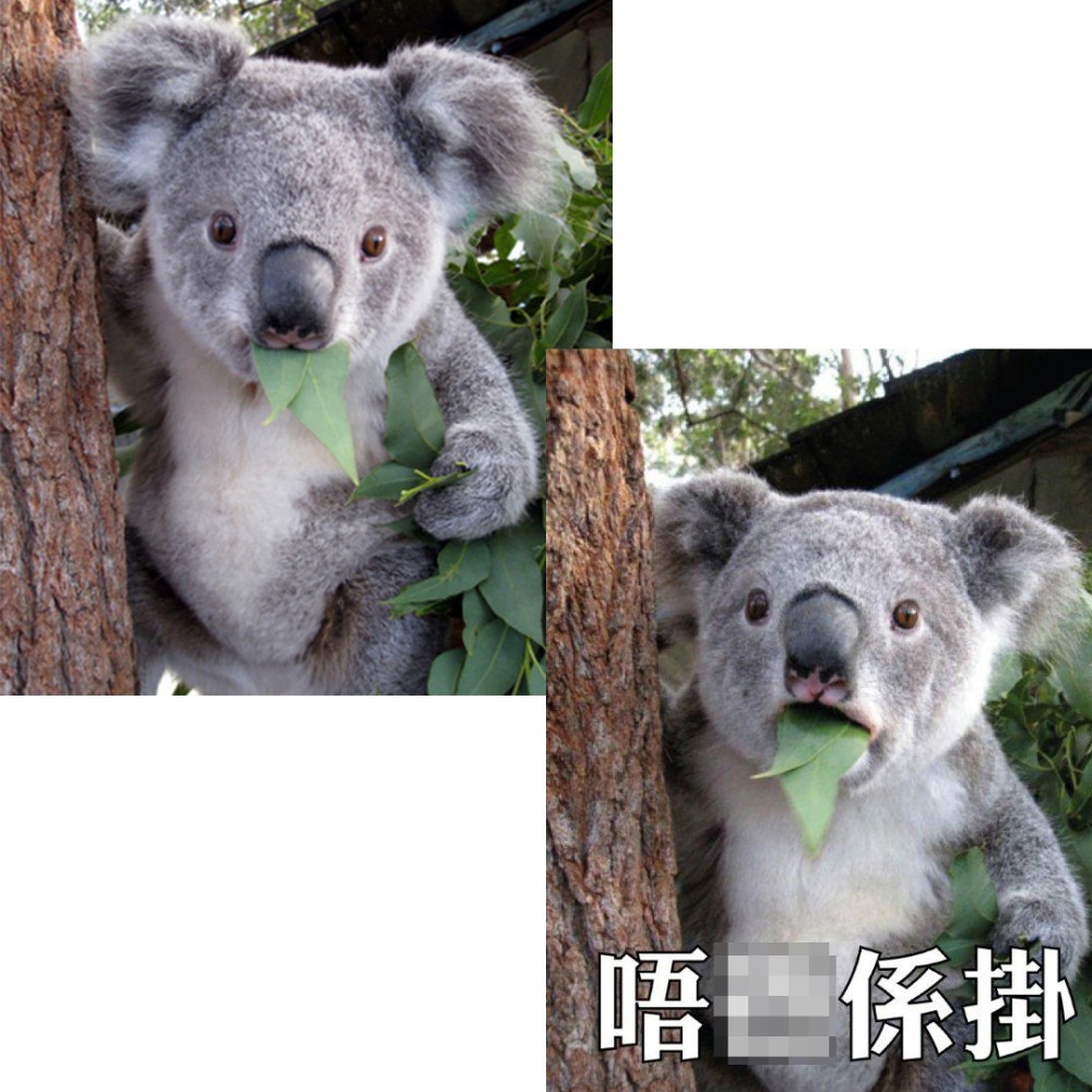 伊健領養嘅Jimmy同「唔X係掛」樹熊好似,唔止動作,連背景都一樣,Jimmy一抬頭就係「唔X係掛」樹熊嘅經典表情。