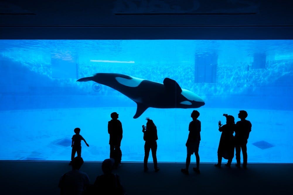 海洋公園 海洋劇場 海洋奇遇 取消