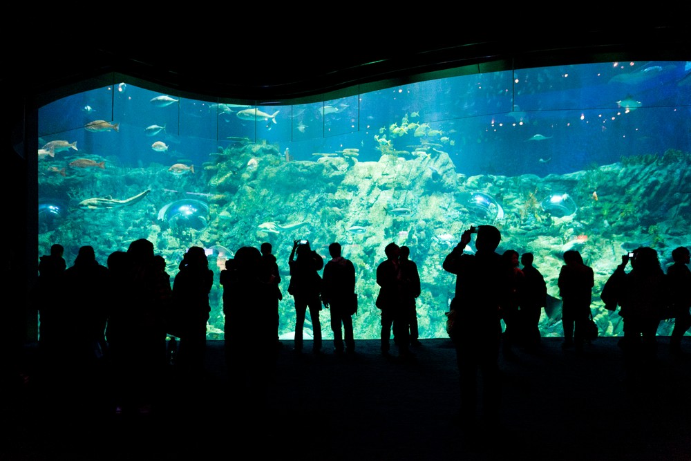 海洋公園 海洋劇場 海洋奇遇 取消