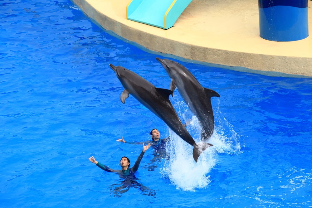 海洋公園 海洋劇場 海洋奇遇 取消