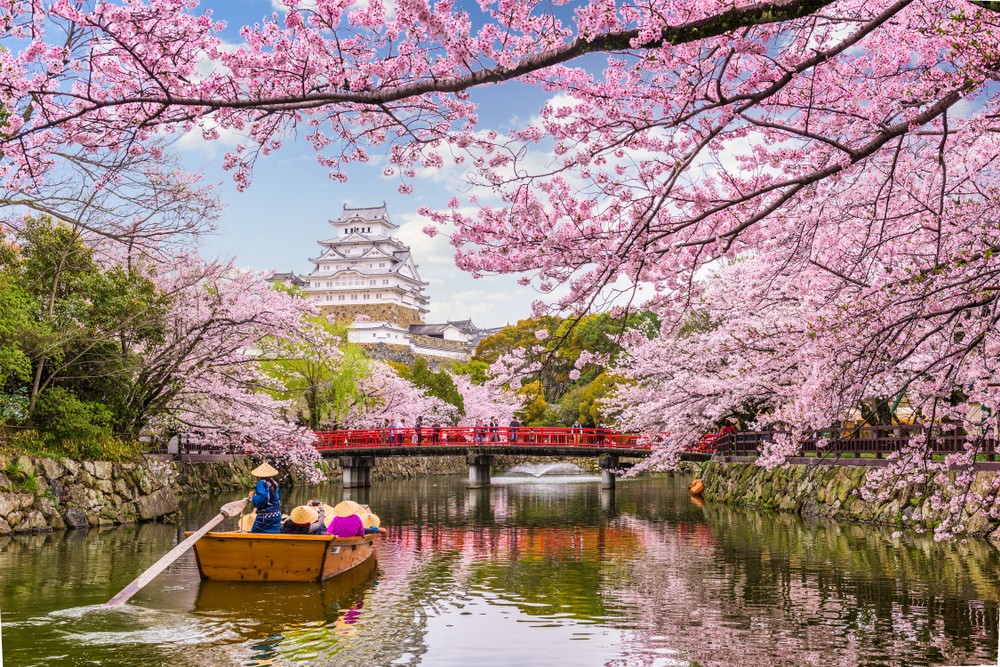 日本1000個櫻花觀賞點嘅開花、盛開日期預測。