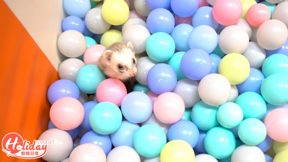 香港另類寵物雪貂！