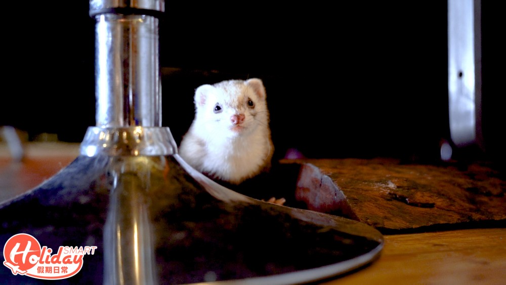 香港另類寵物雪貂！