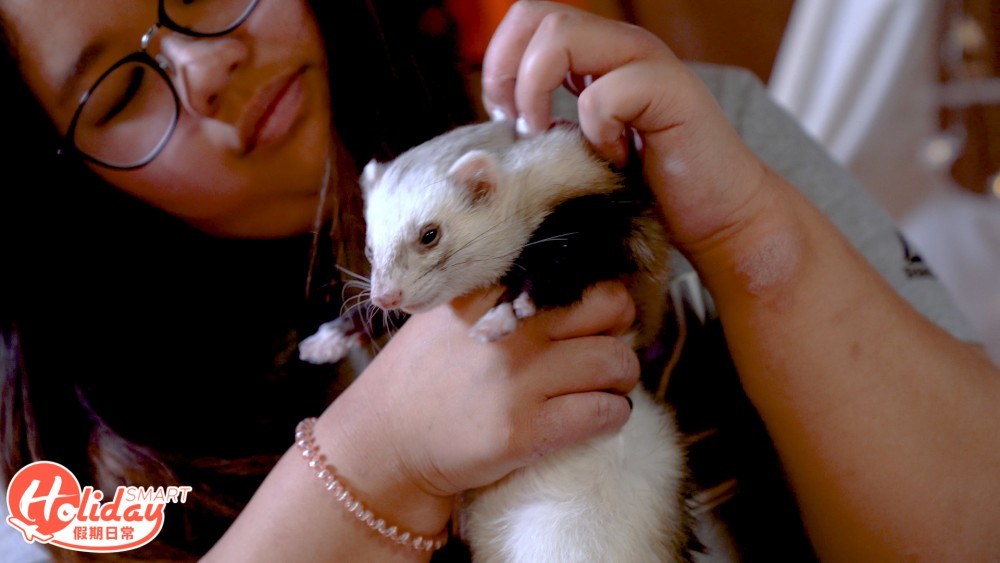 香港另類寵物雪貂！