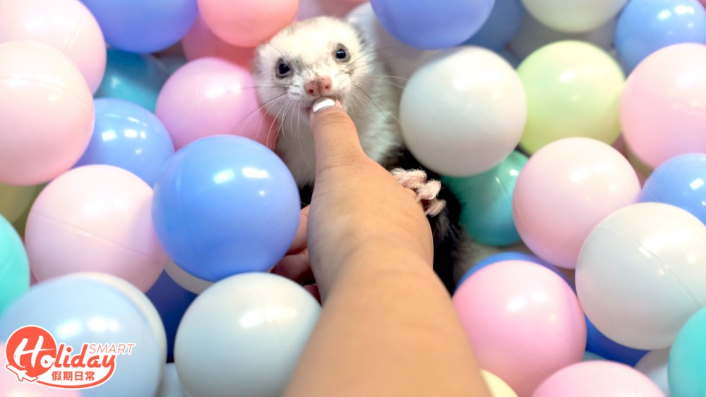 香港另類寵物雪貂！