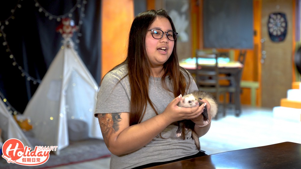 香港另類寵物雪貂！