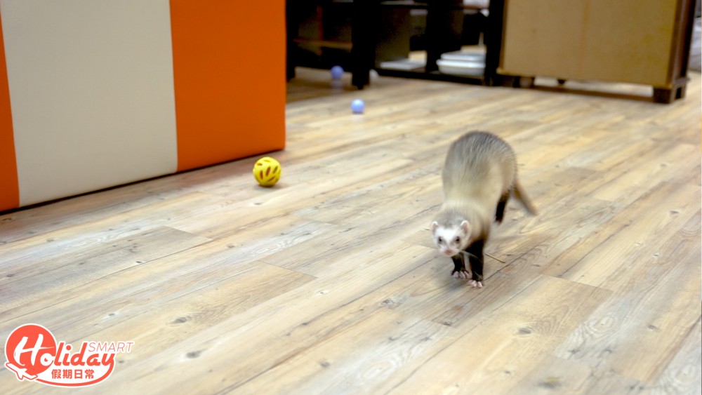 香港另類寵物雪貂！