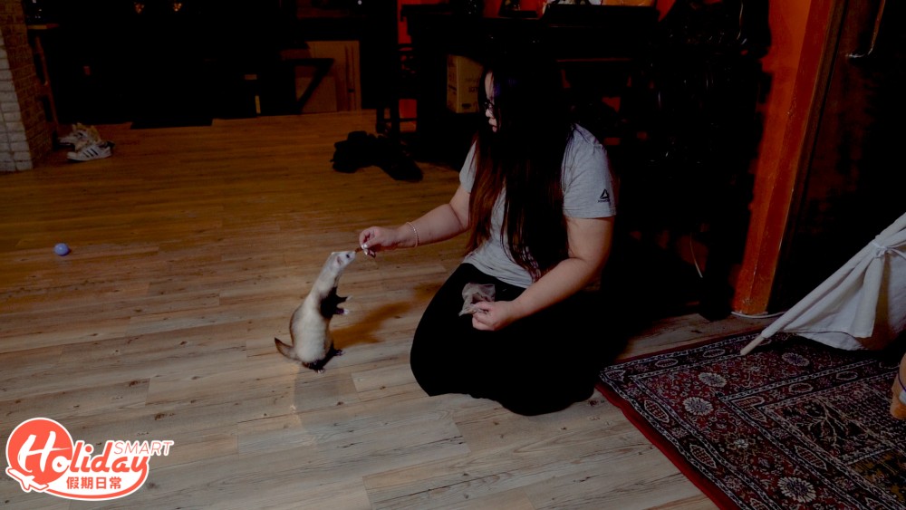 香港另類寵物雪貂！