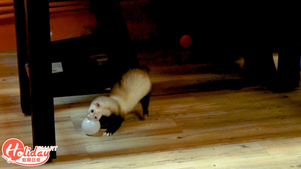 香港另類寵物雪貂！