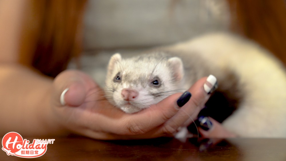 香港另類寵物雪貂！