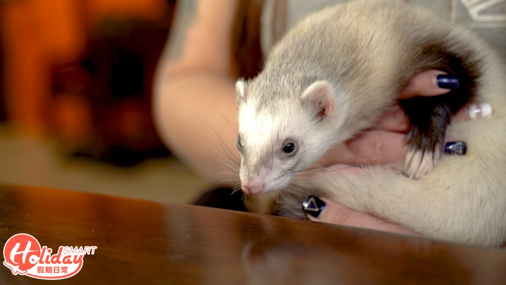 香港另類寵物雪貂！