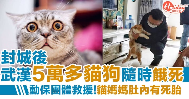 【武漢肺炎】主人無法返家 5萬多隻貓狗遭斷水斷糧 動物保護組織前往救援