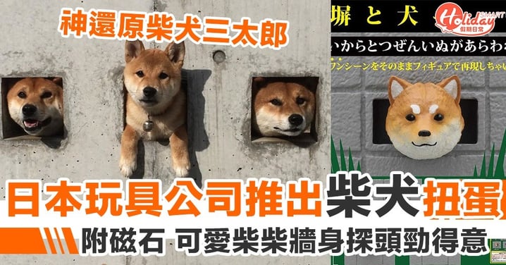 日本玩具店推出柴犬扭蛋  可愛柴柴從牆身探頭勁得意