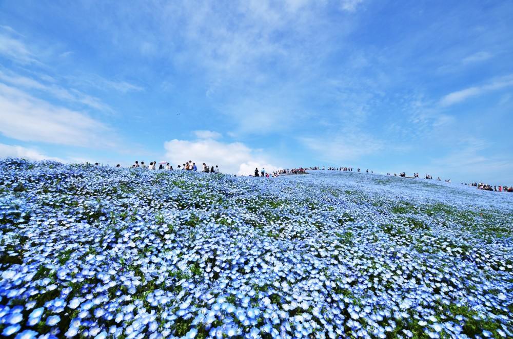 粉蝶花之丘（みはらしの丘），每年4月中旬〜5月上旬就會開遍粉藍色嘅粉蝶花