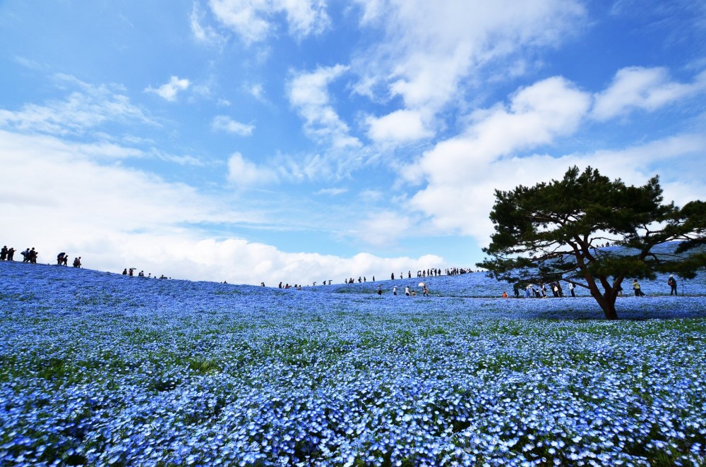 國營常陸海濱公園位於東京近郊，佔地面積達200公頃。