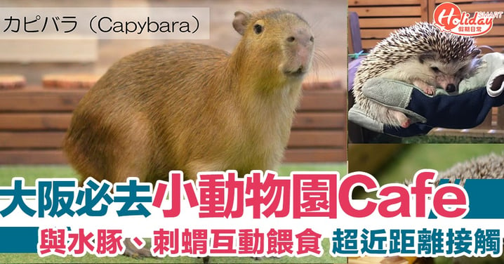 【日本旅遊】大阪新景點：必去小動物園Cafe，與水豚、刺蝟互動餵食
