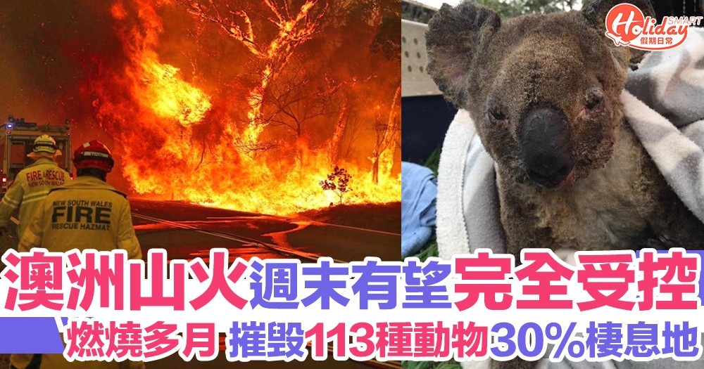 澳洲山火週末前有望完全受控！113種動物被摧毁棲息地需救援保育