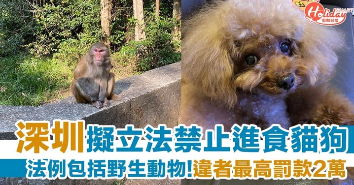 深圳擬立法禁止進食貓狗  最高罰款2萬人民幣